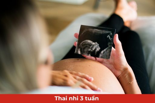 Những thay đổi của thai nhi tuần thứ 3