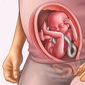 Những thay đổi của thai nhi tuần thứ 20