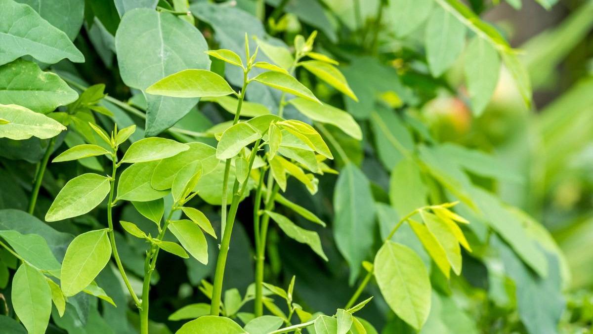 Hàm lượng dinh dưỡng dồi dào trong rau ngót
