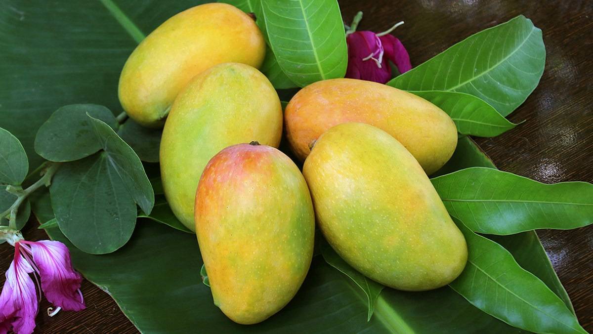 bầu ăn xoài được không