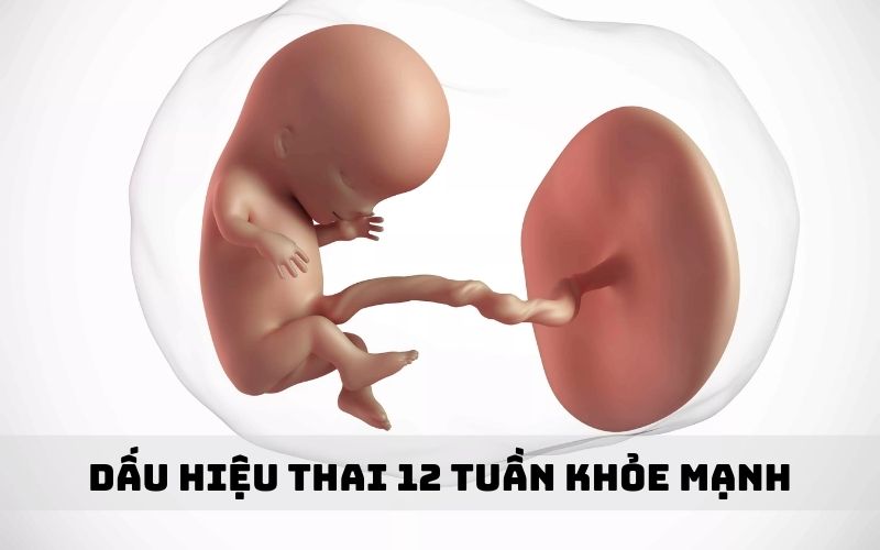 Dấu hiệu thai 12 tuần khỏe mạnh