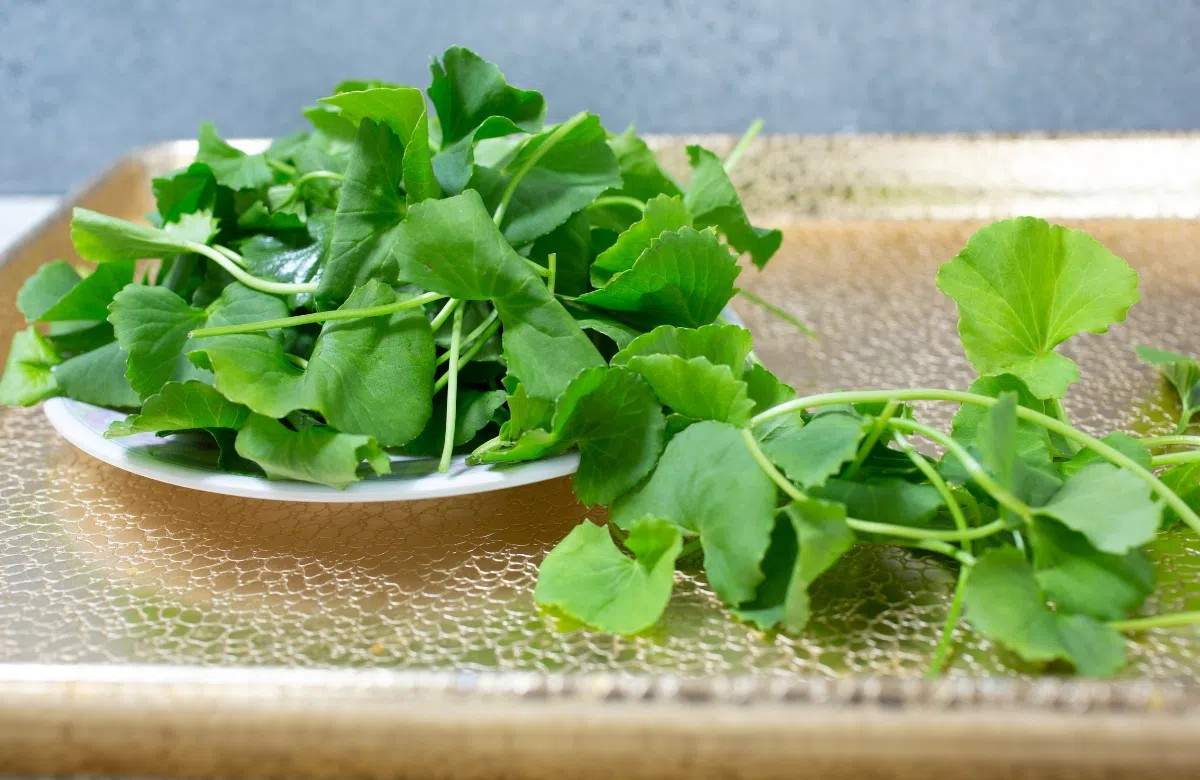 Những đặc điểm của rau má
