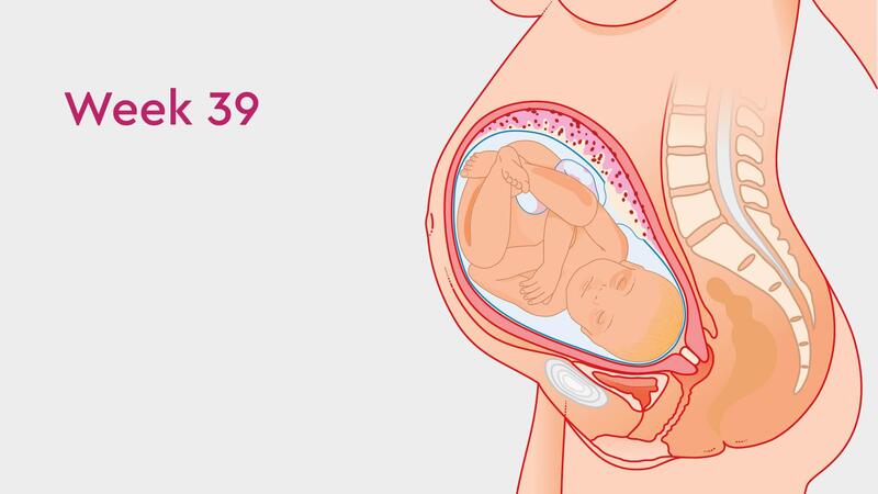 Sự phát triển của thai 39 tuần tuổi