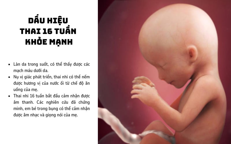 Thai nhi 19 tuần tuổi phát triển như thế nào? Sự thay đổi ở cơ thể mẹ