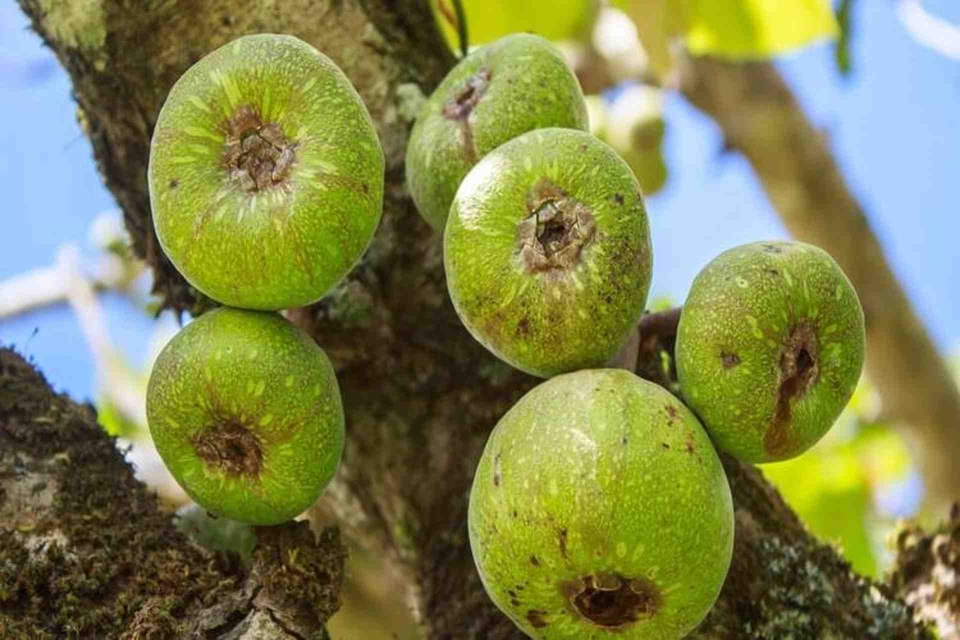 Quả na - Trái cây tốt cho mẹ sau sinh mổ